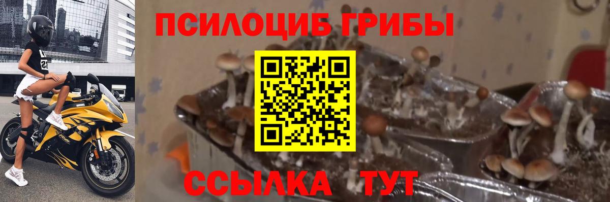 Галлюциногенные грибы прущие грибы Энгельс